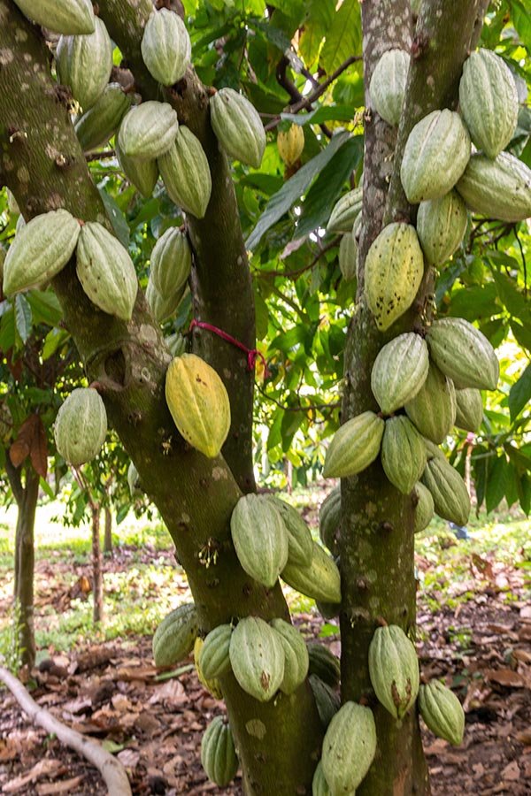 cacao2